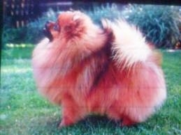 Left Profile - A fluffy tan with black and white Pomeranian is standing on grass and it is looking up and to the left.